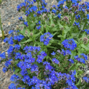 Cluster of vibrant blue flowers with green leaves on gravel ground.